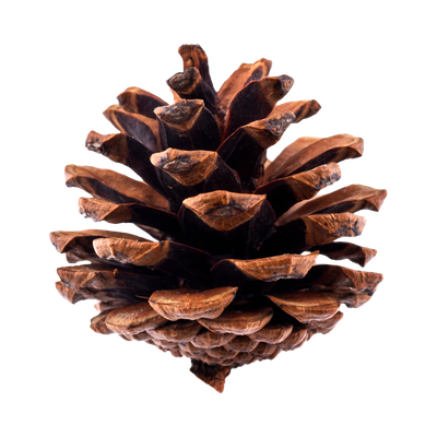 Pine Bark extract