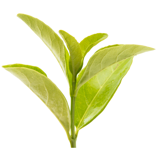 L-Theanine